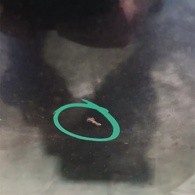 Porta anteriore destra