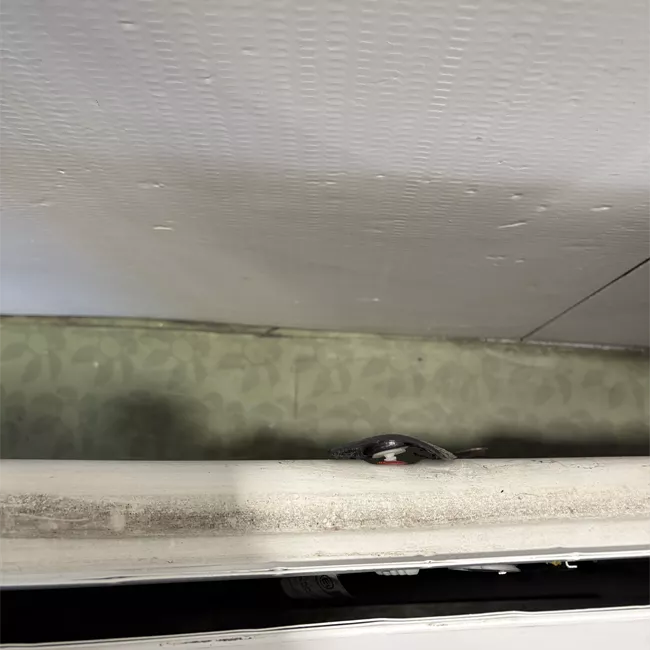 Porta anteriore destra